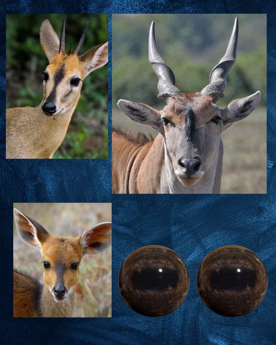 Antelope Eye - Oval pupil with Chocolate brown Iris and mottled light brown veins (BO)