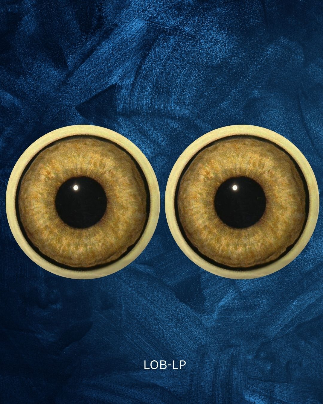 Lion Eye - Large pupil with orange brown Iris (LOB-LP)
