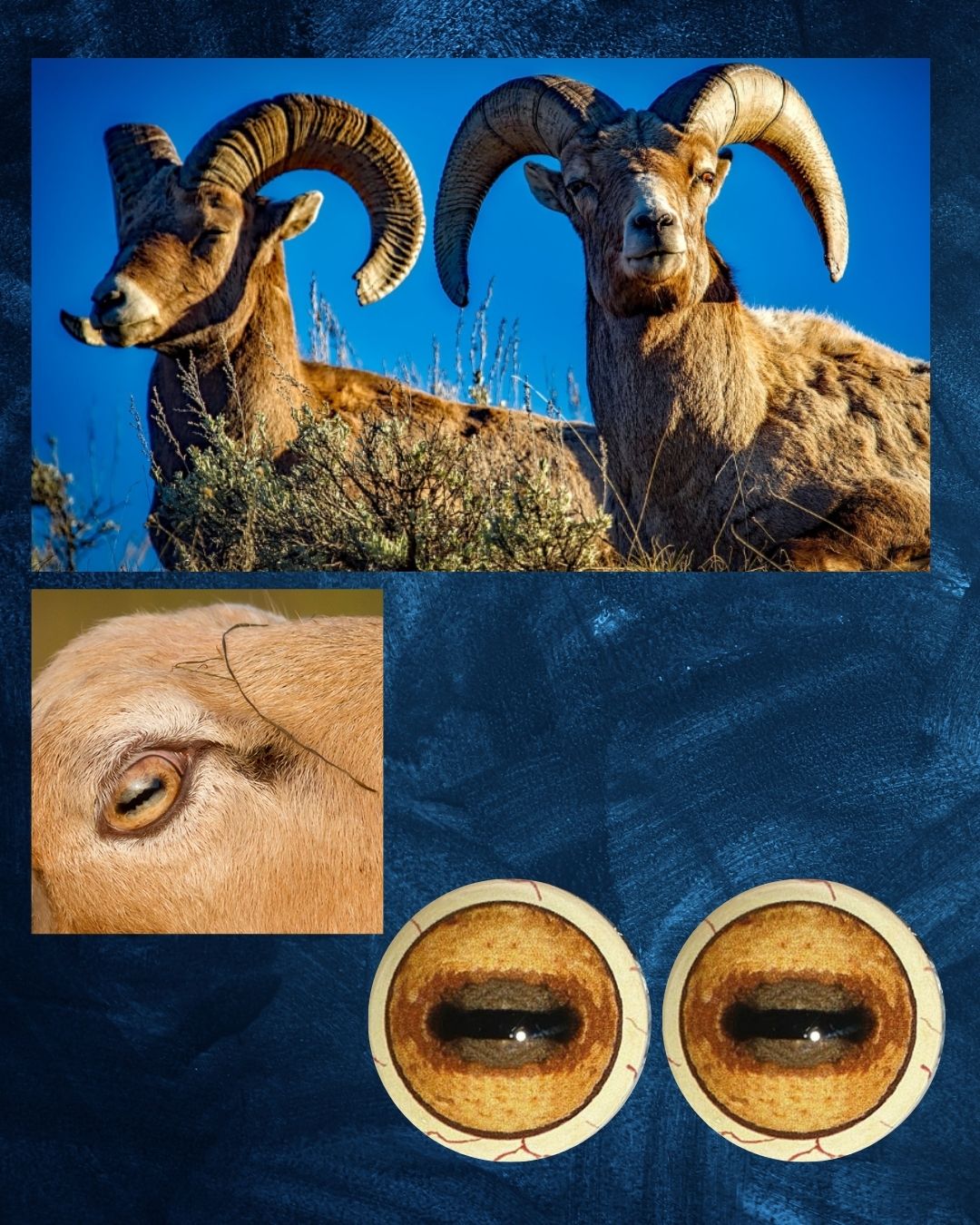 Sheep Eye - Oval pupil with saturated yellow iris and brown outer iris ring (SH)