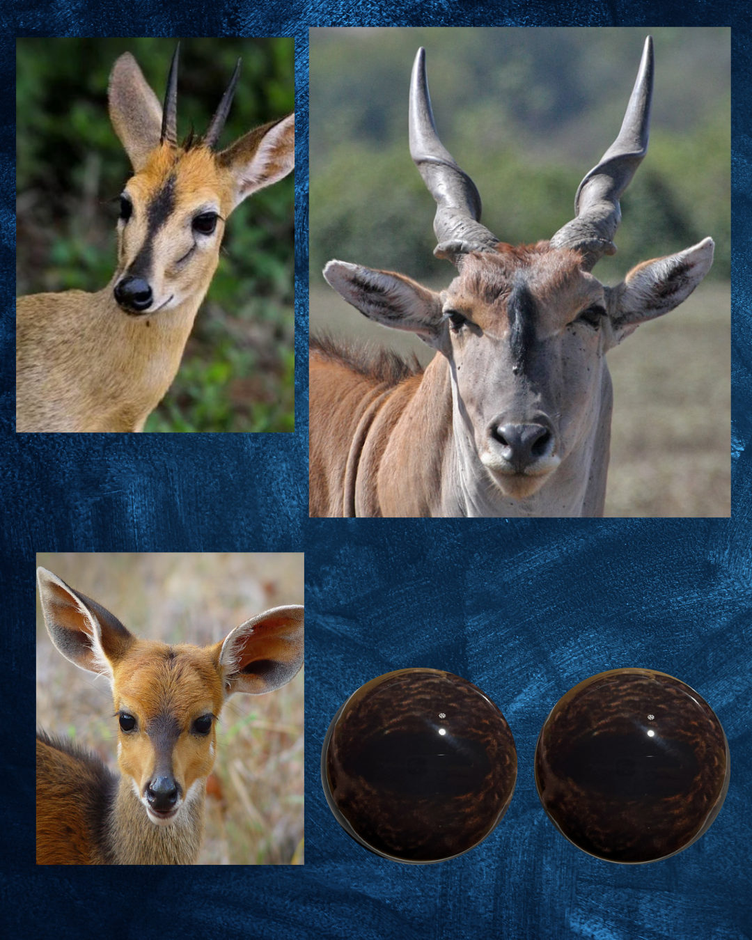 Antelope Eye - Oval Pupil with Dark Brown Iris and light brown mottling (DOL)