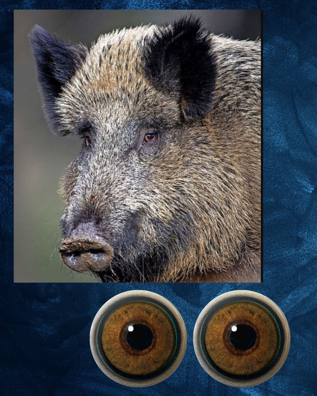 Boar eye- Round pupil with light brown iris (BE)