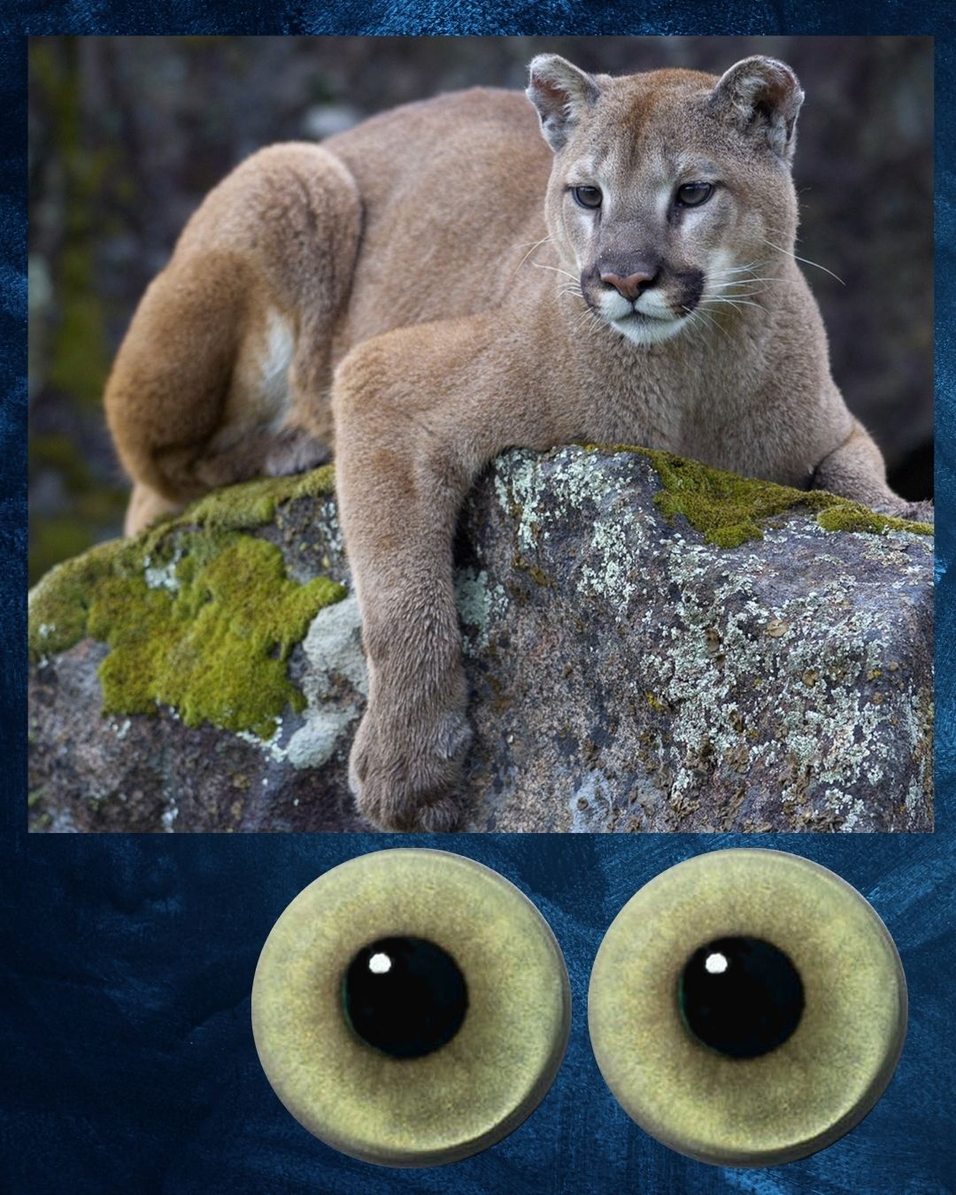 Mountain Lion Eye - Round pupil with yellow green Iris (MLYG-RP)