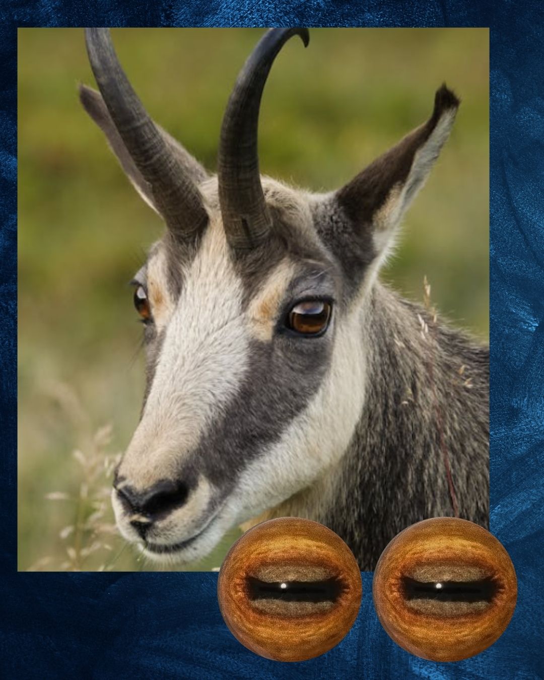 Chamois Eye - Oval Pupil with two toned warm brown Iris (CHEL)