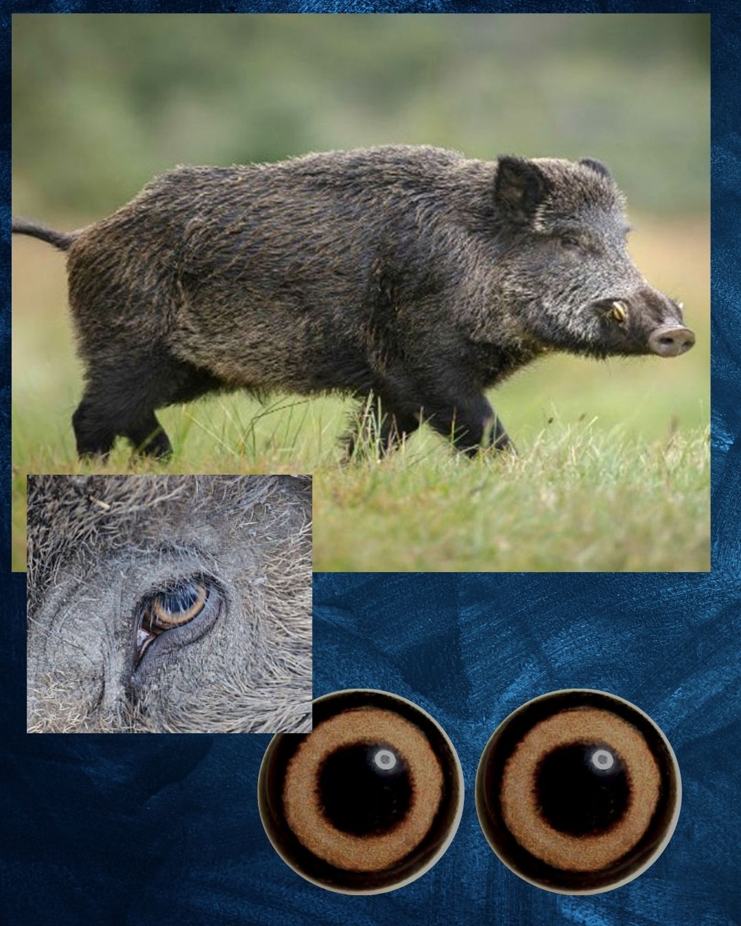 Boar eye- Round pupil with yellow creamy Iris and black outer ring (BL)