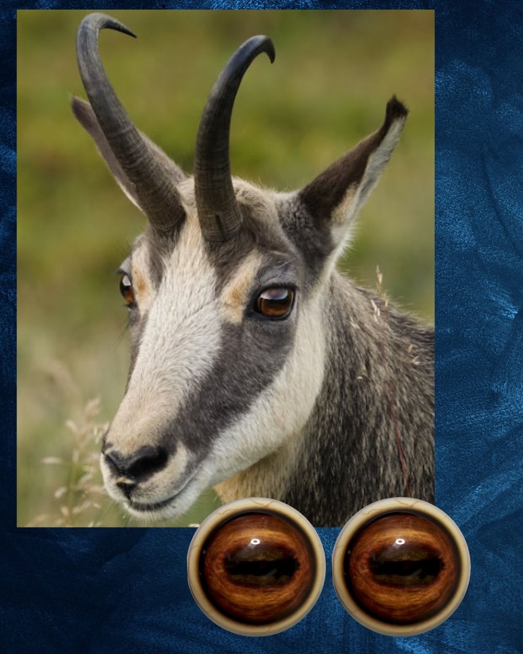Chamois Eye - Oval Pupil with two toned warm brown Iris (CHEL)