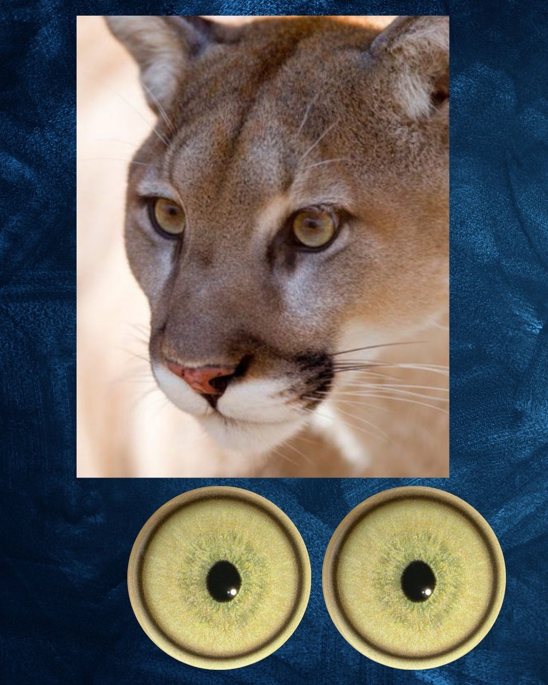 Mountain Lion Eye - Small pupil with light yellow brown Iris and green inner shade (MLBG-SP)