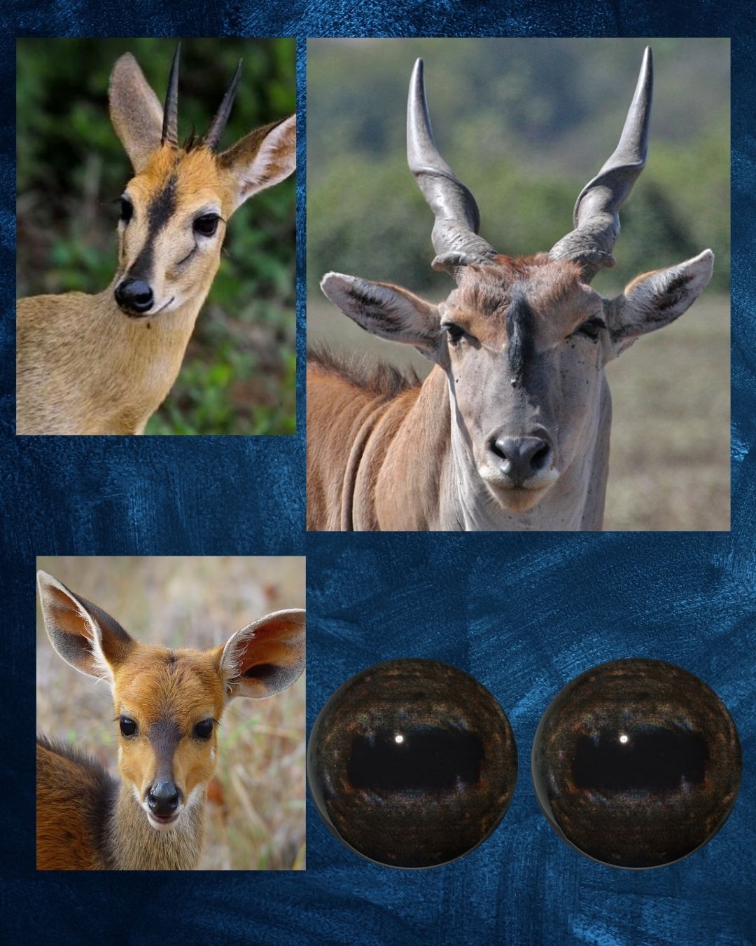 Antelope Eye - Oval pupil with Chocolate brown Iris and mottled light brown rings (BO)