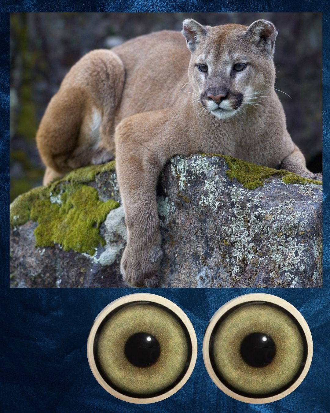 Mountain Lion Eye - Large round pupil with yellow green Iris (MLYG-RP)