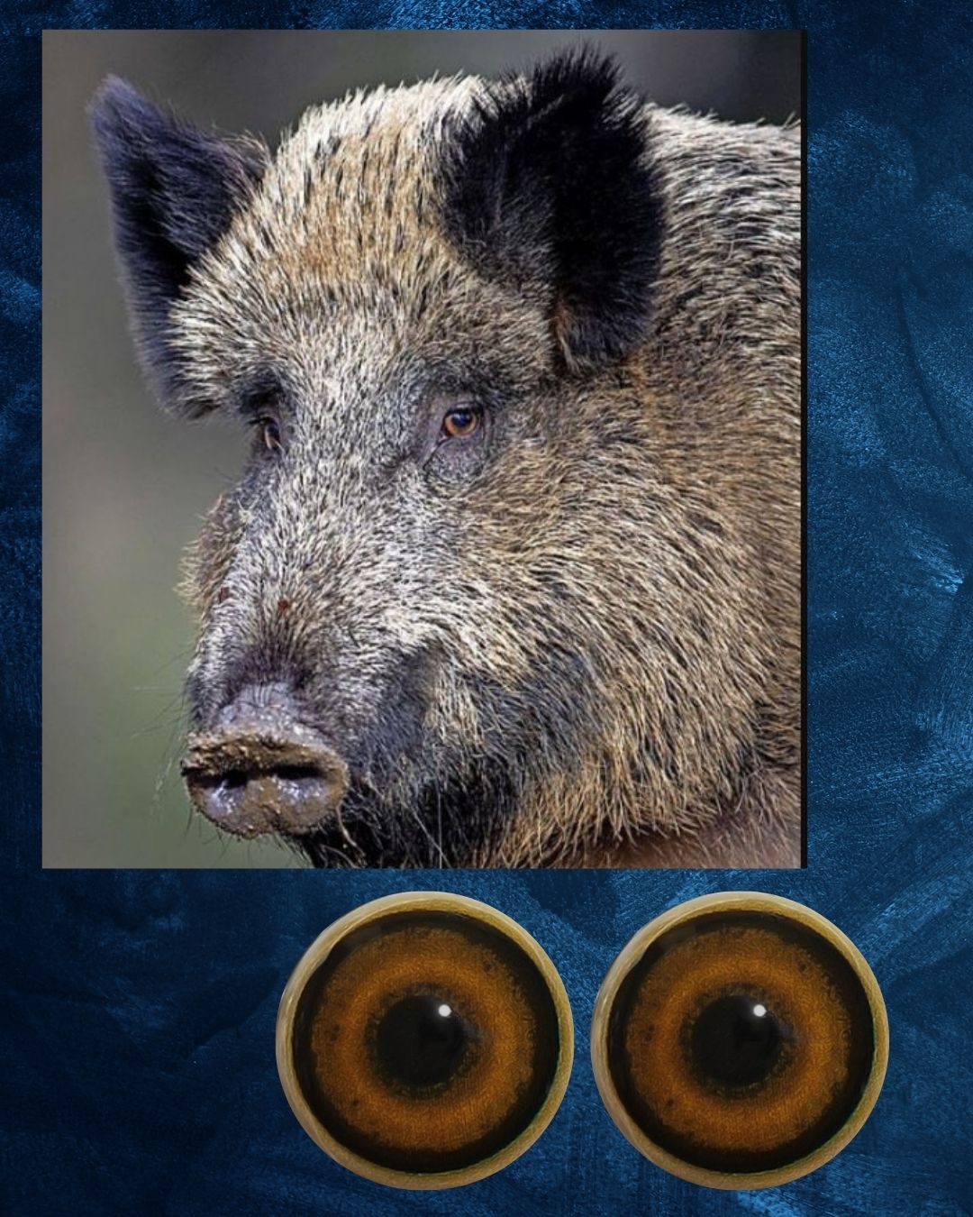 Boar eye- Round pupil with light brown iris (BE)