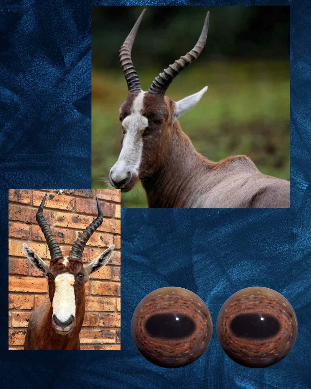 Blesbuck Eye - Oval Pupil with Red-Brown Iris and mottled black and white veins (BB)