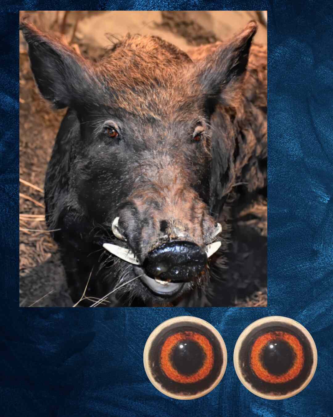 Boar eye- Round pupil with Red Iris and black outer ring (B)