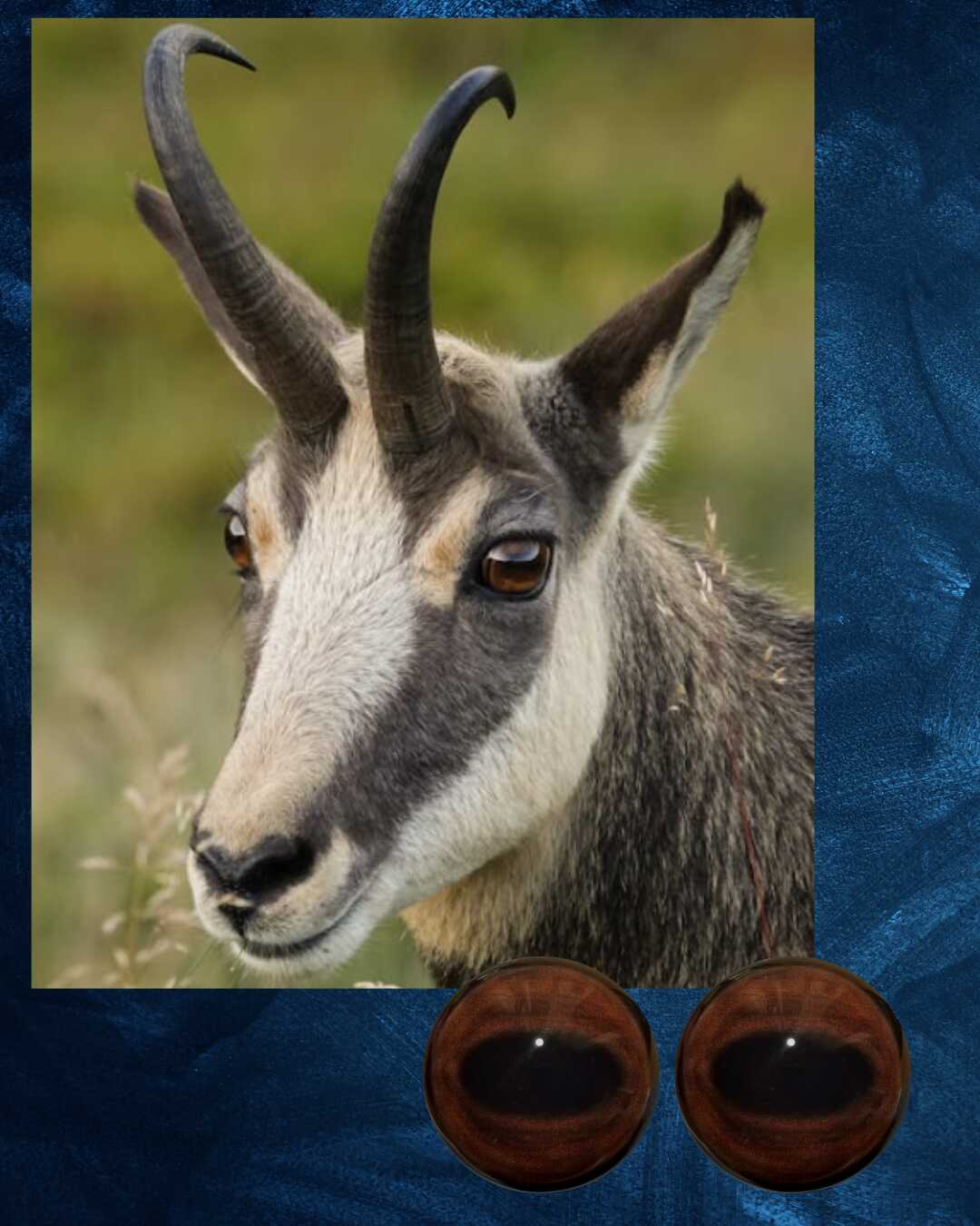 Chamois Eye - Oval Pupil with Warm Brown Iris (MidB)
