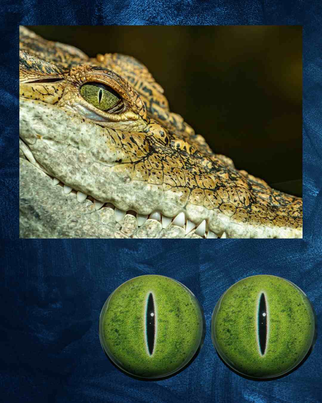 Crocodile Eye - Slit Pupil with Green Irus and black green spots (CDG)