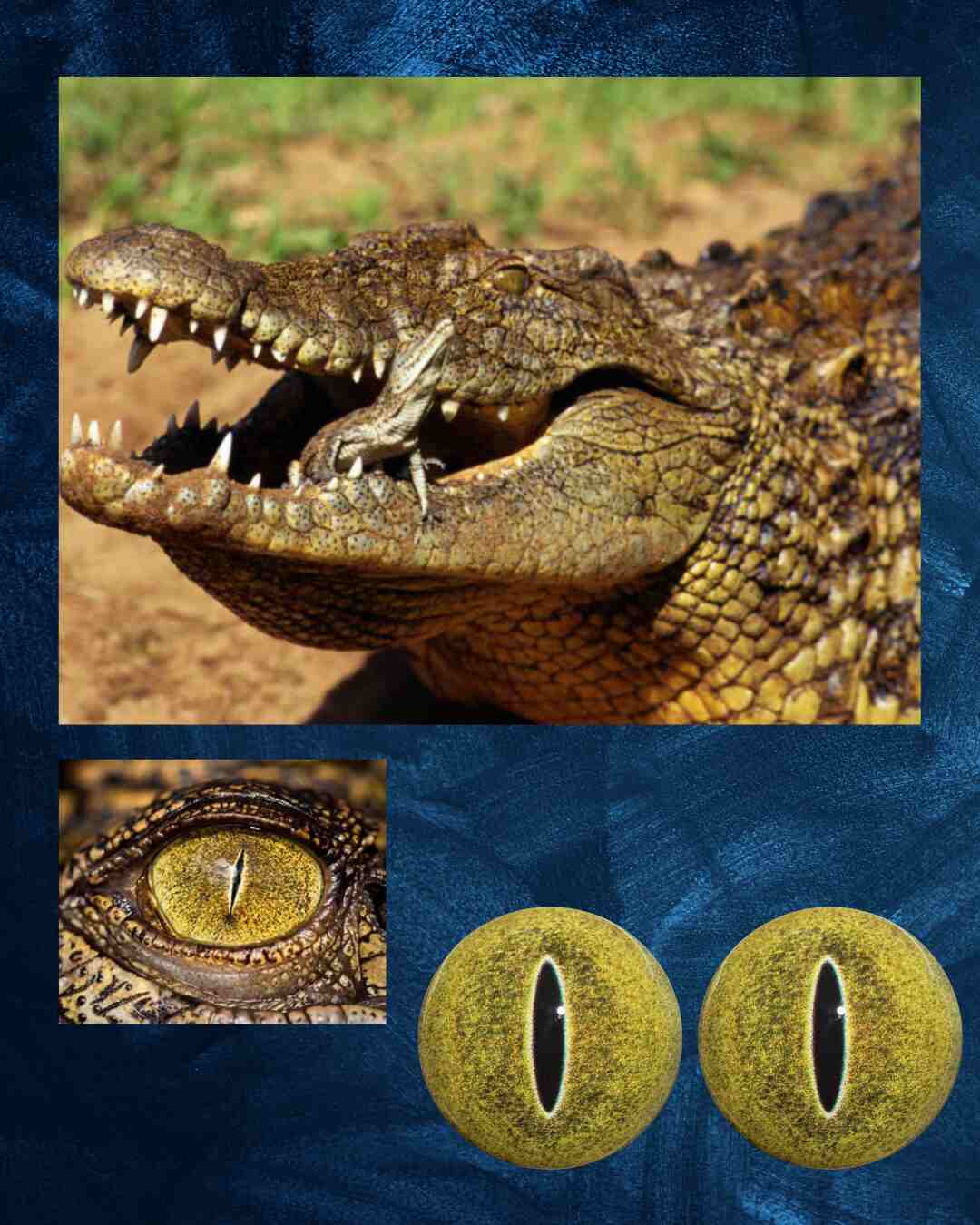 Crocodile Eye- Slit pupil with yellow green Iris and green and black spots (CLG)