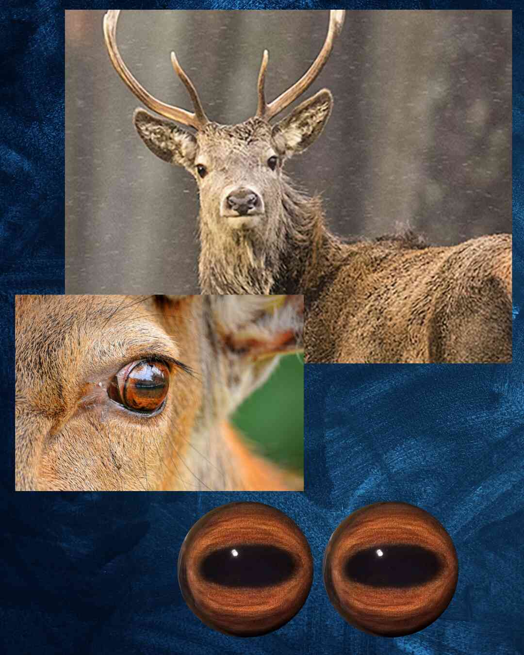 Deer Eye - Oval Pupil with reddish brown to brown Iris and black veins (ELKLB)