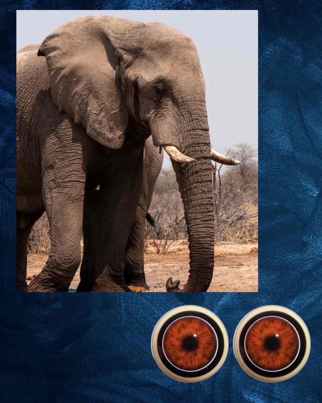 Elephant Eye - Round Pupil with Radial reddish brown Irus and white and black outer ring (ELL)