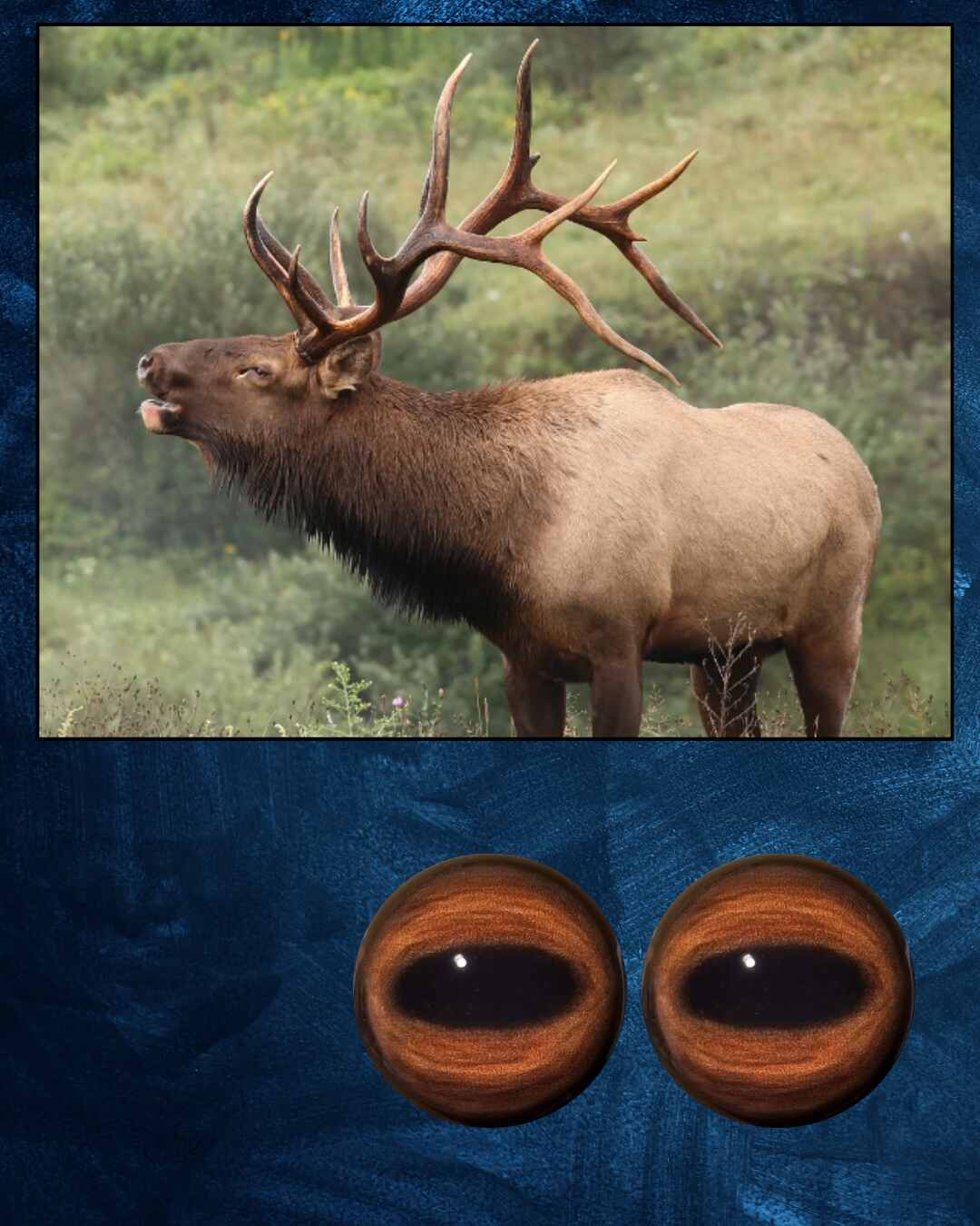 Elk Eyes - Oval Pupil with reddish brown to brown Iris and black veins (ELKLB)