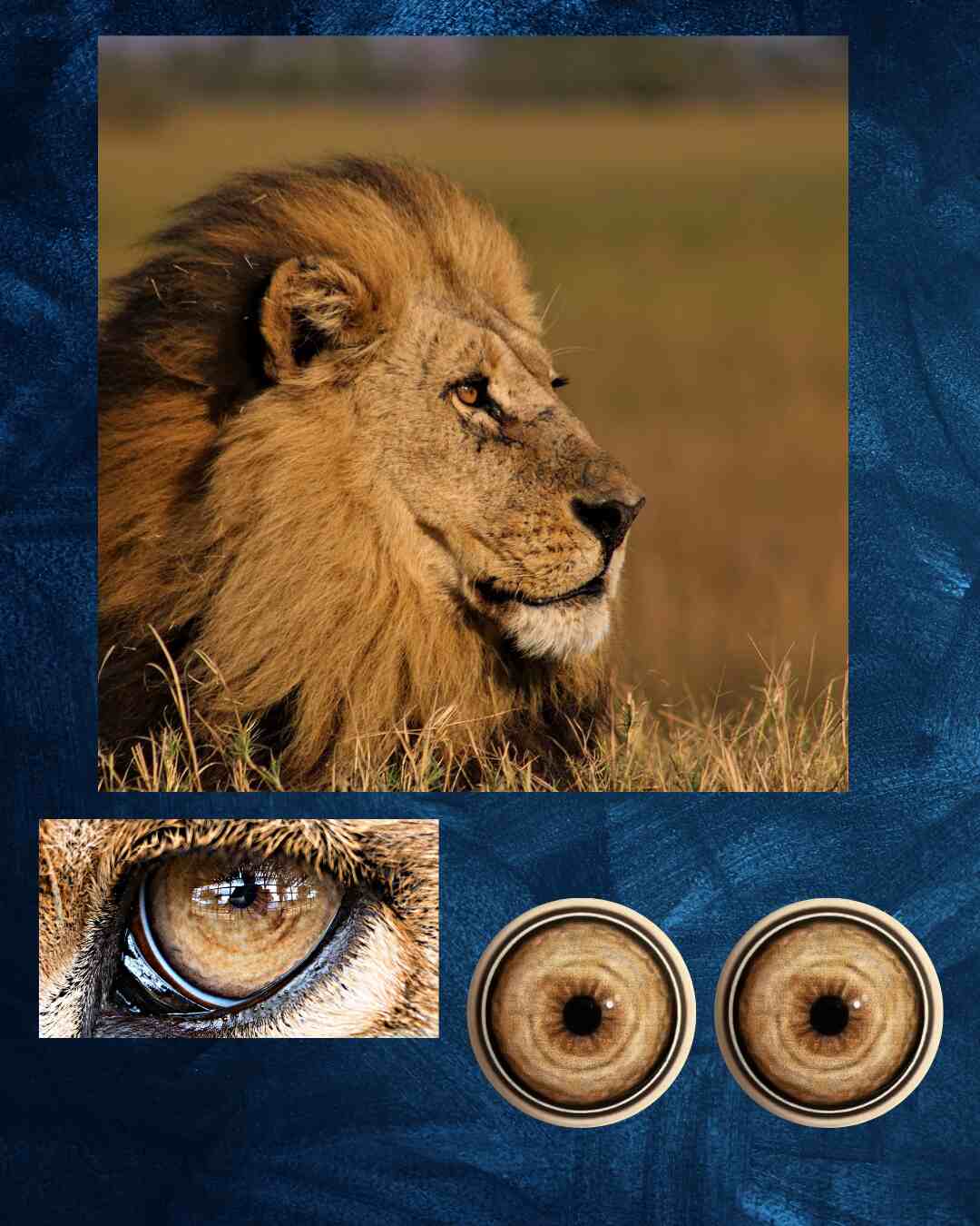 Lion Eye - Small pupil with yellow brown Iris and white, black and brown outer rings (LCT)