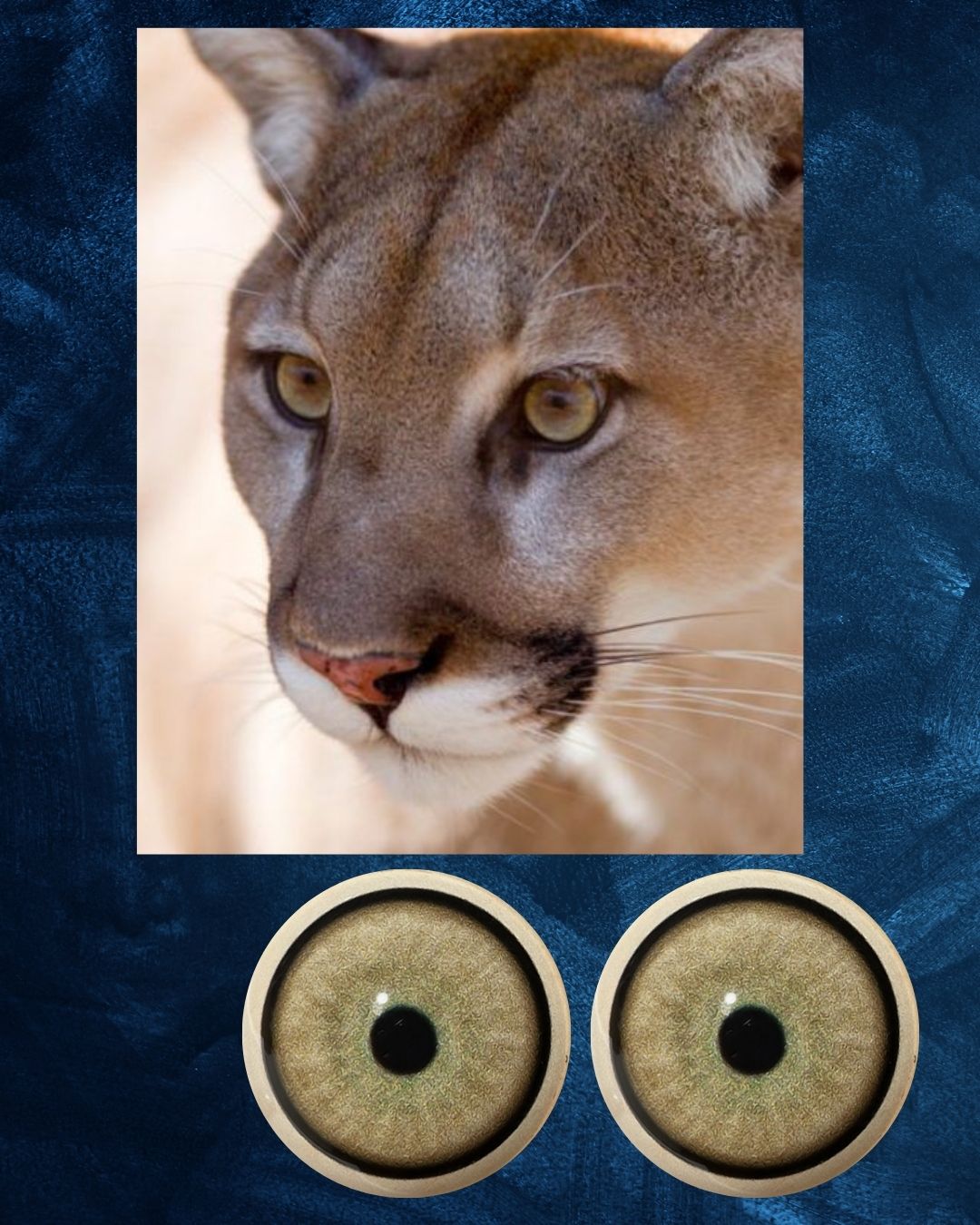 Mountain Lion Eye - Small pupil with light yellow brown Iris and green inner shade (MLBG-SP)