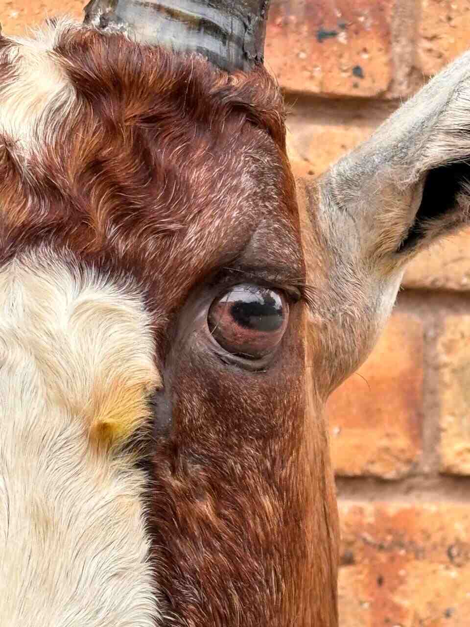 Blesbuck Eye - Oval Pupil with Red-Brown Iris and mottled black and white rings (BB)