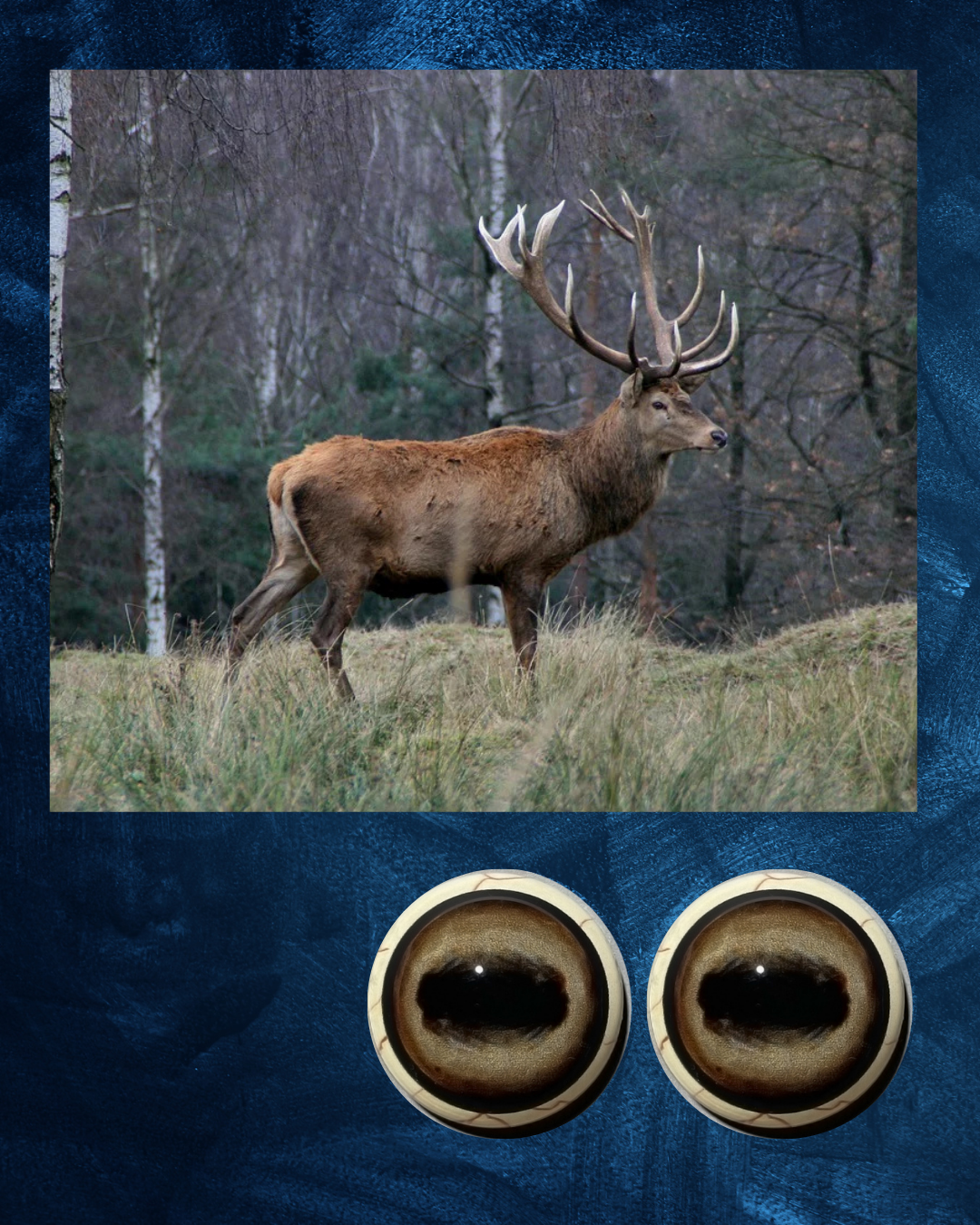 Red Deer Eye - Oval Pupil with creamy light brown Iris (FDL)