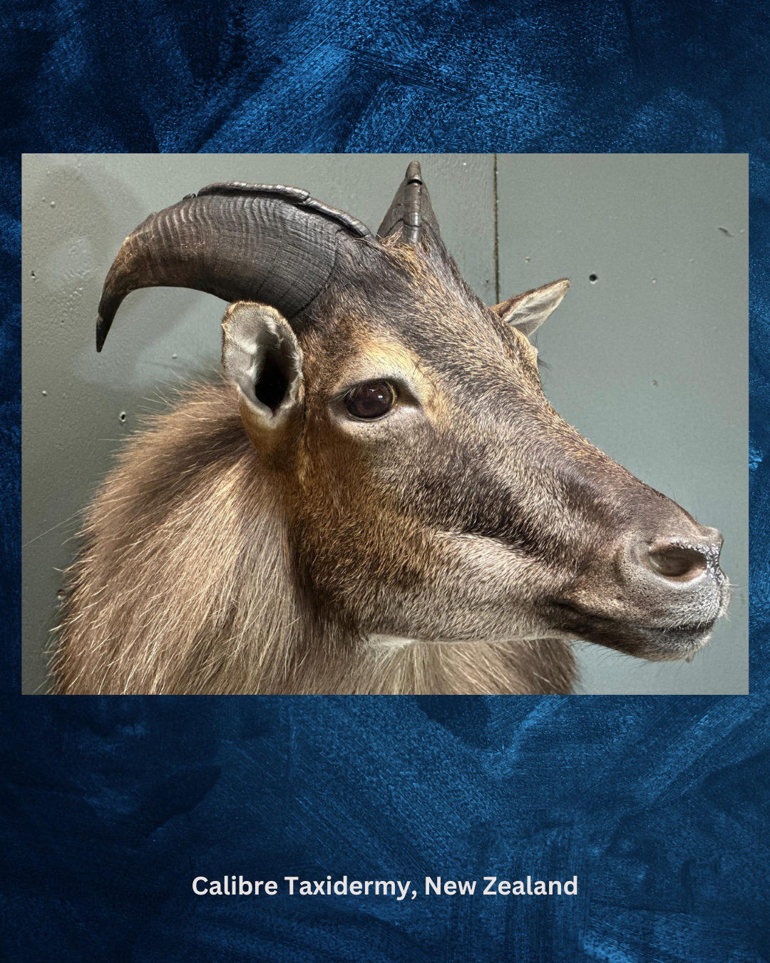 Tahr Eye - Oval Pupil with Dark Brown Iris with light brown mottling (CH)