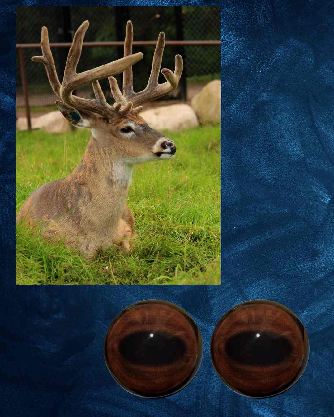 Whitetail Deer Eye - Oval Pupil with warm brown and black Iris and dark outer ring (MidB)