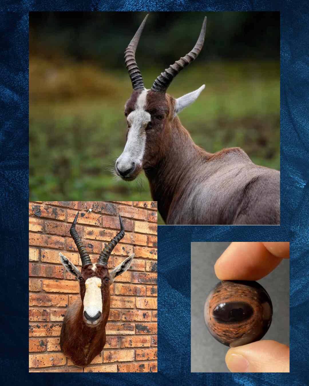 Blesbuck Eye - Oval Pupil with Red-Brown Iris and mottled black and white veins (BB)