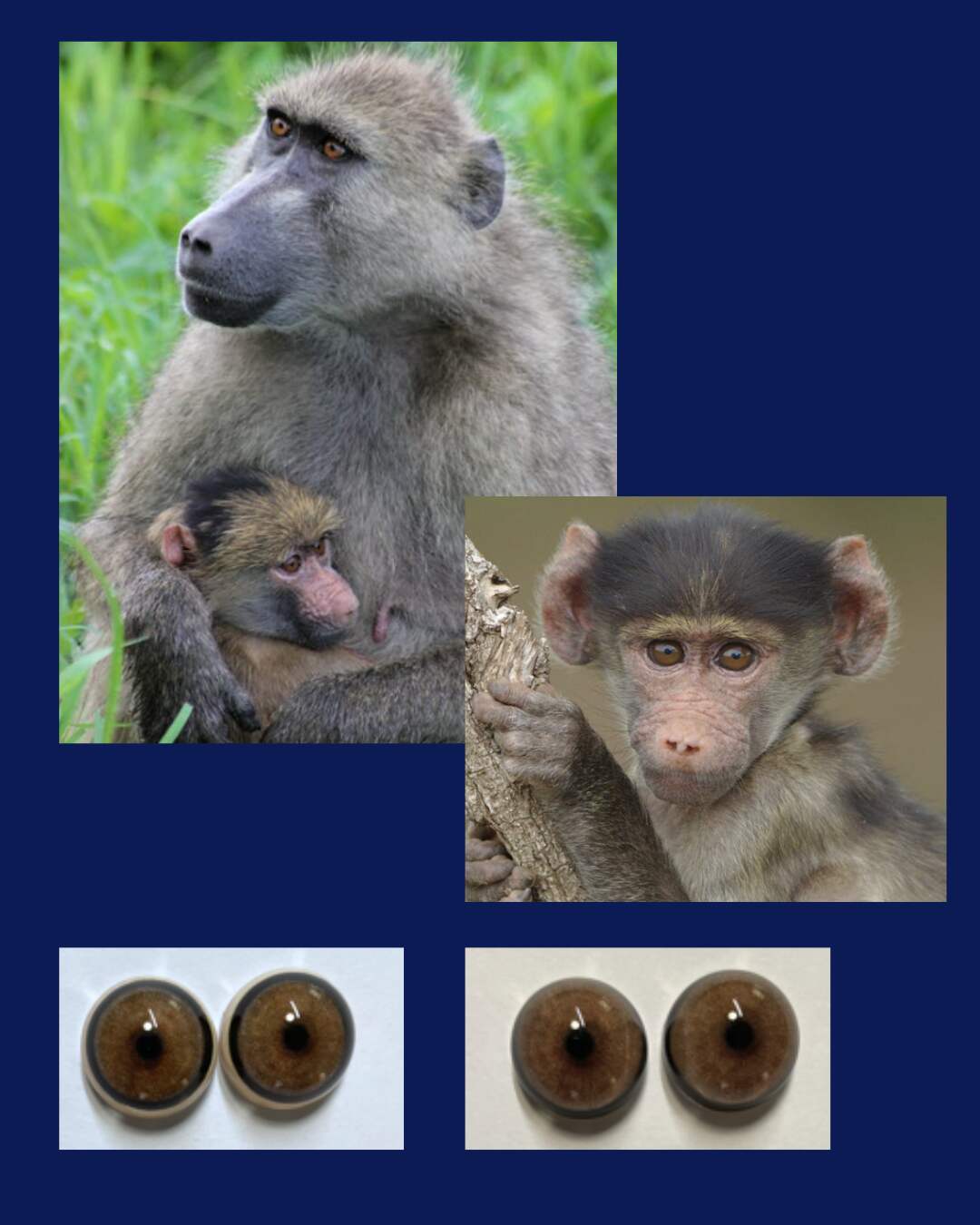 Baboon Eye - Round pupil with Brown Iris (Bab)