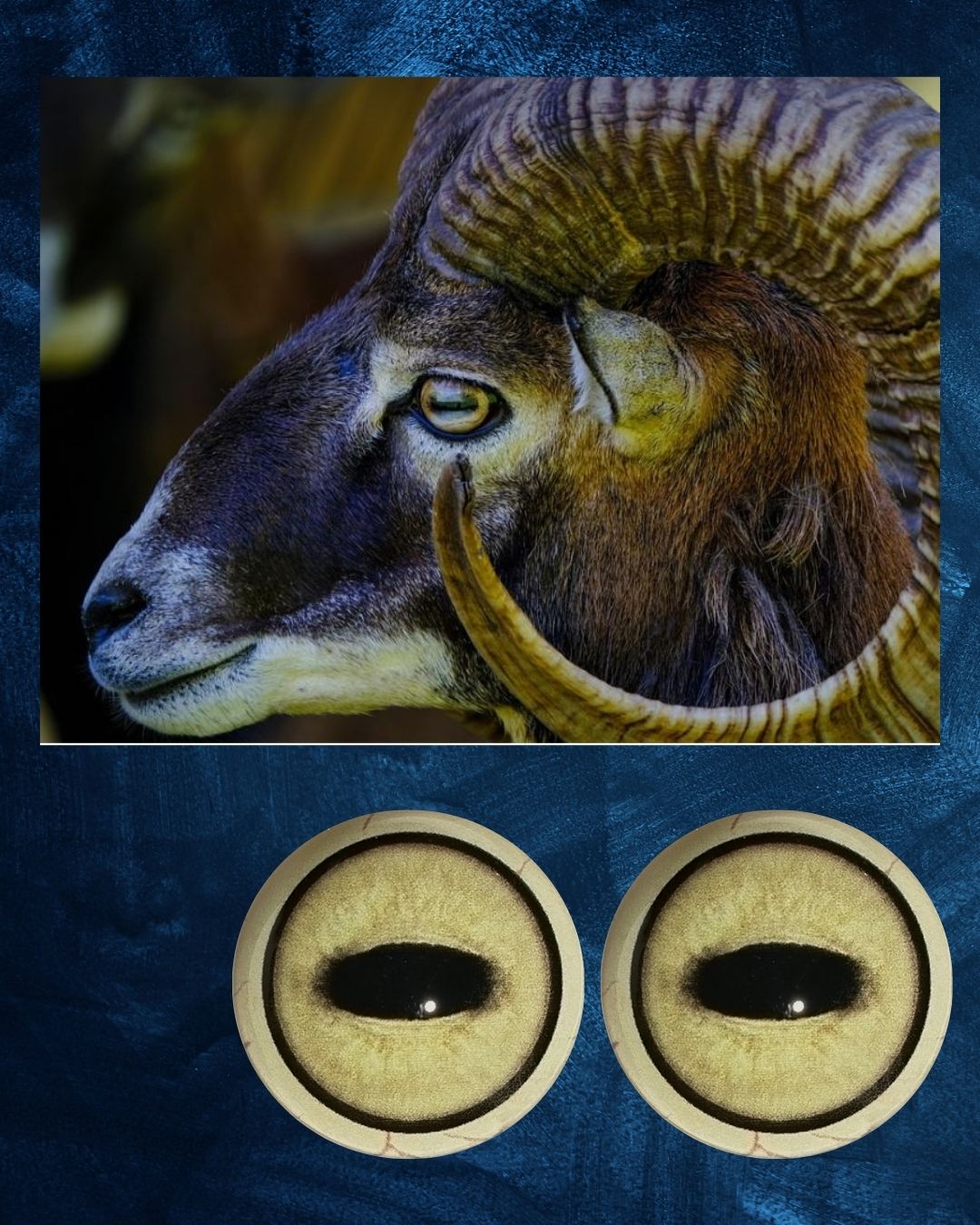 Mouflon Eye - Oval Pupil with yellow Iris (MFE)