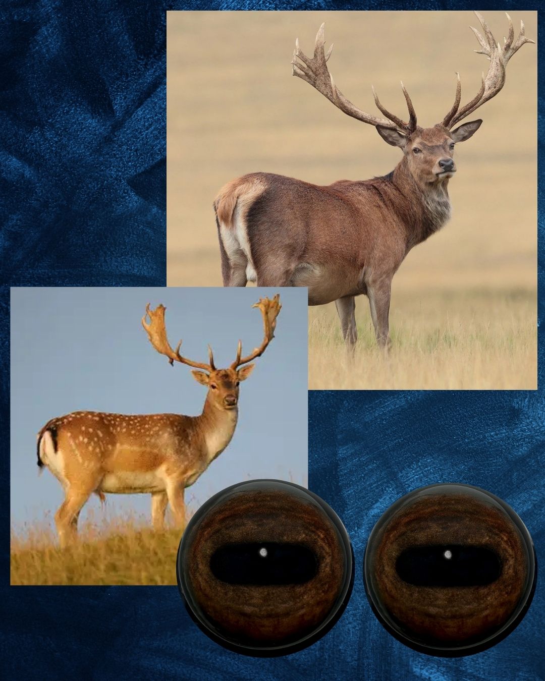 Deer Eye - Oval Pupil with medium brown Iris and natural oval contraction rings (EBN)