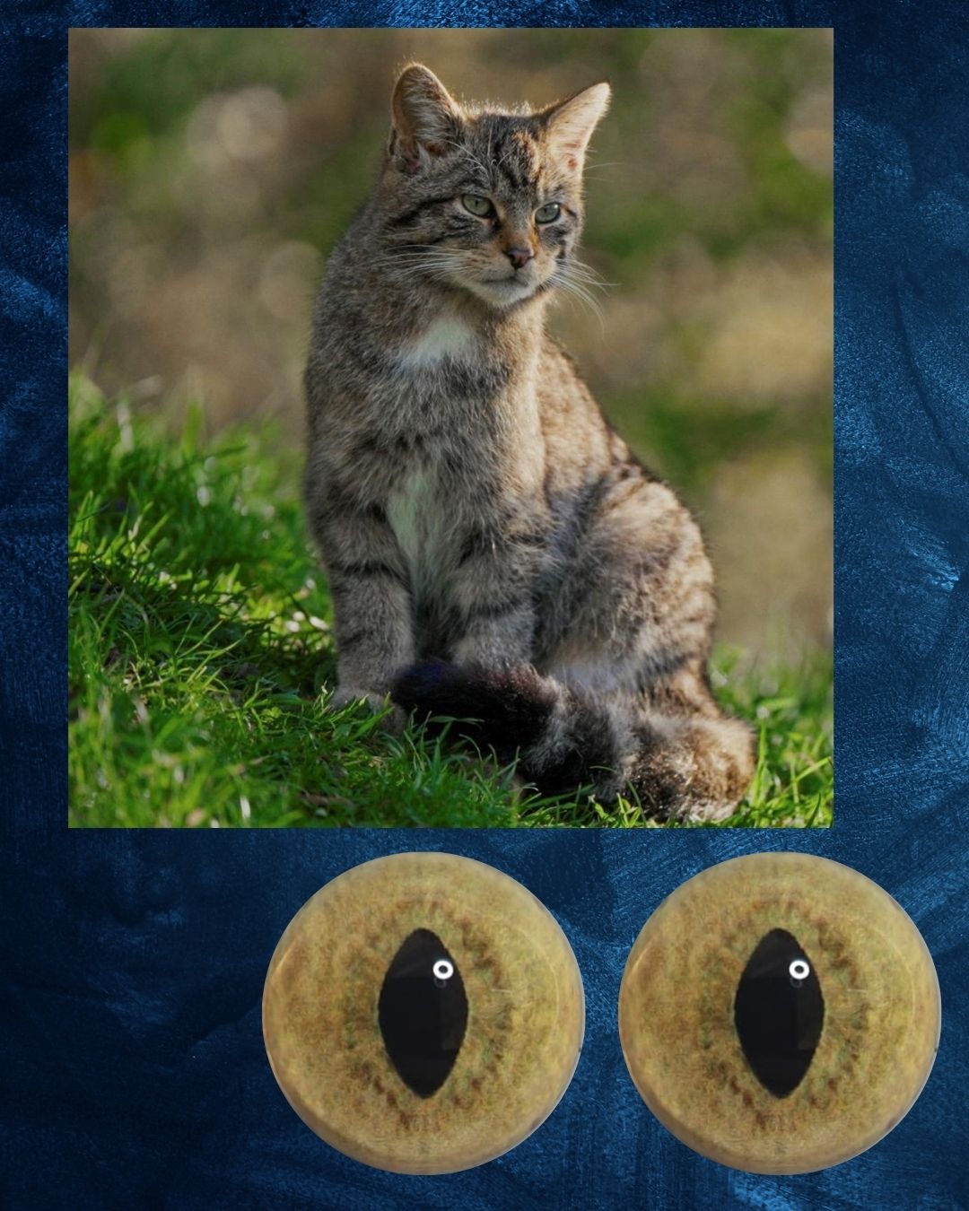 Wild Cat Eye - Open Slit pupil with yellow greenish iris (WCYG)