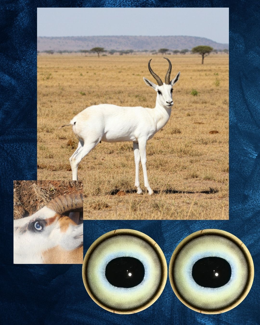 White Springbuck Eye - Oval Pupil with white iris with a hint of blue around the pupil (WSP)