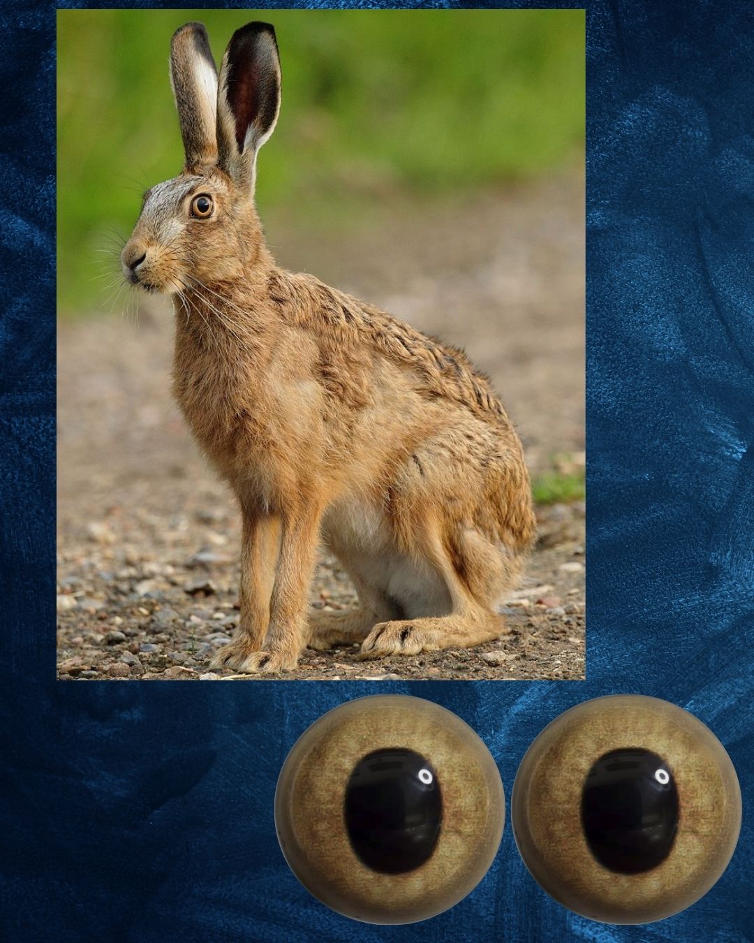Hare eye with slightly oval pupil and yellow brown iris (Hare)