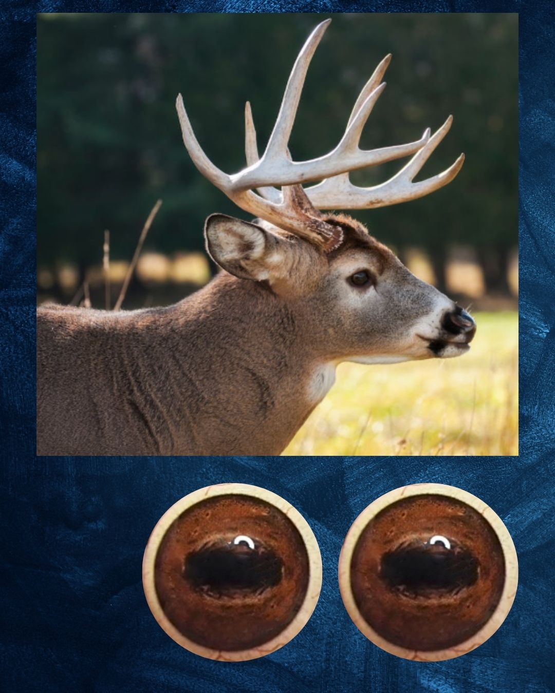Deer Eye - Oval Pupil with medium red brown Iris (FDD)