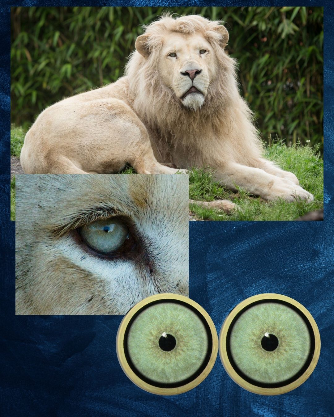 White Lion Eye - Small pupil with light blue green to grey Iris (W lion)