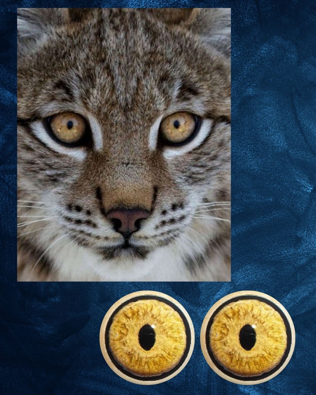 Bobcat Eye - Slit pupil with yellow iris and natural structure (BCR)
