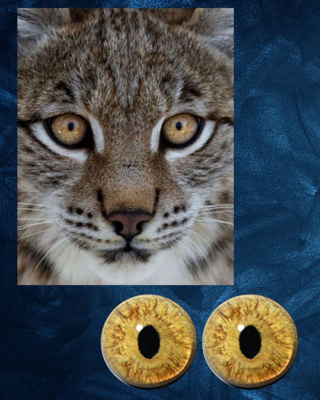 Bobcat Eye - Slit pupil with yellow iris and natural structure (BCR)