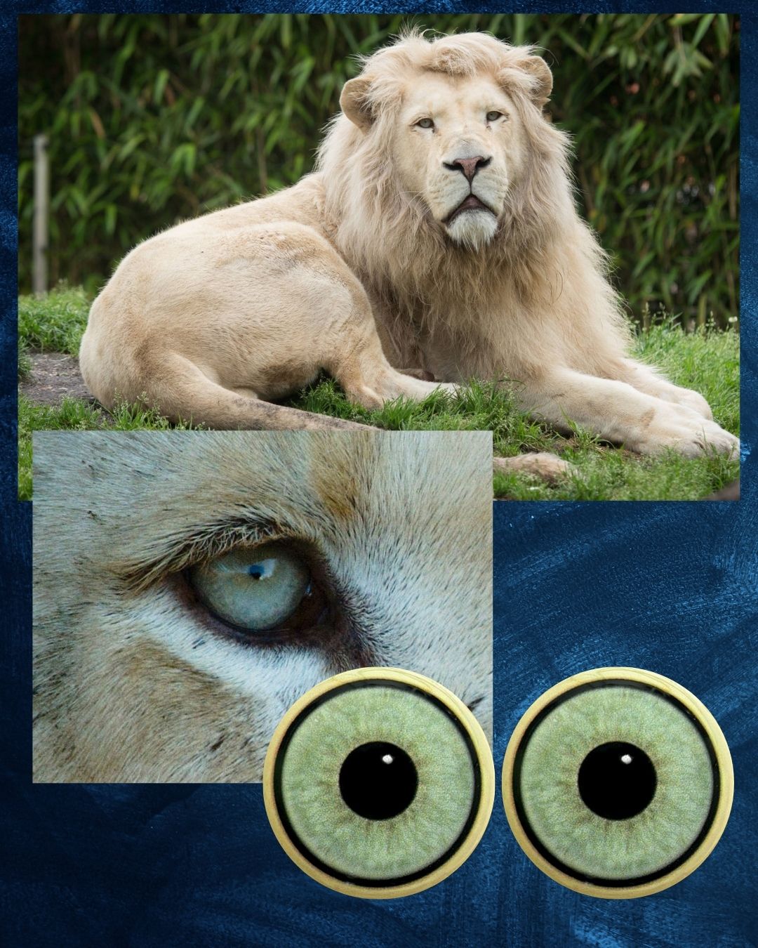 White Lion Eye - Large pupil with light blue green to grey Iris (Wlion-LP)