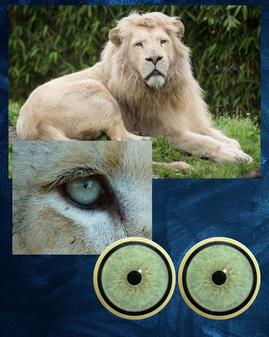 White Lion Eye - Small pupil with light blue green to grey Iris (W lion)
