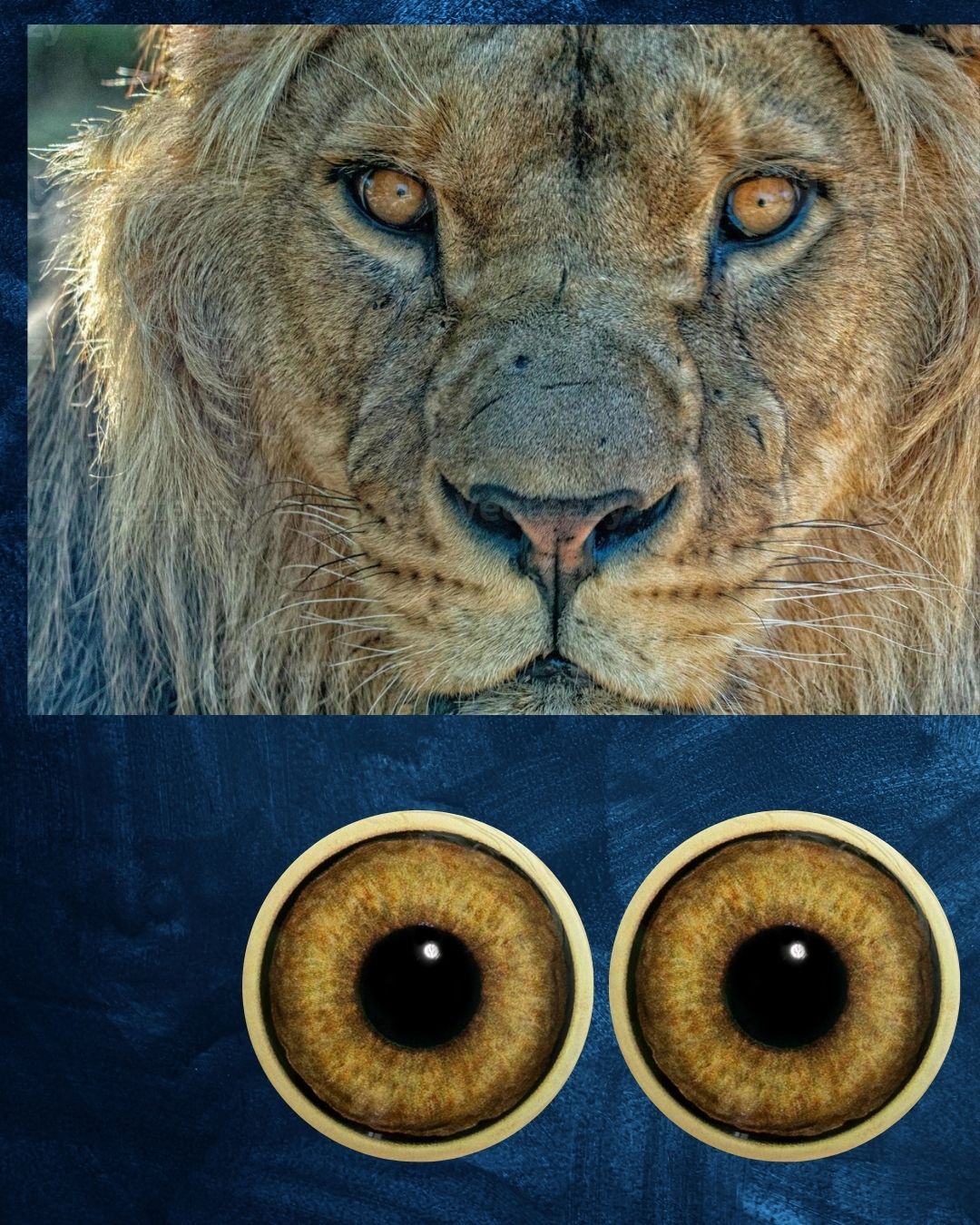 Lion Eye - Large pupil with orange brown Iris (LOB-LP)