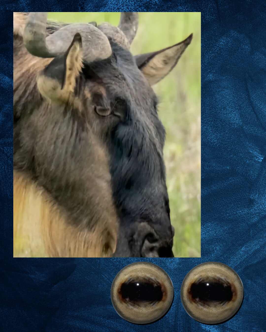Blue Wildebeest -  Oval Pupil with creamy light brown Iris (FDL)