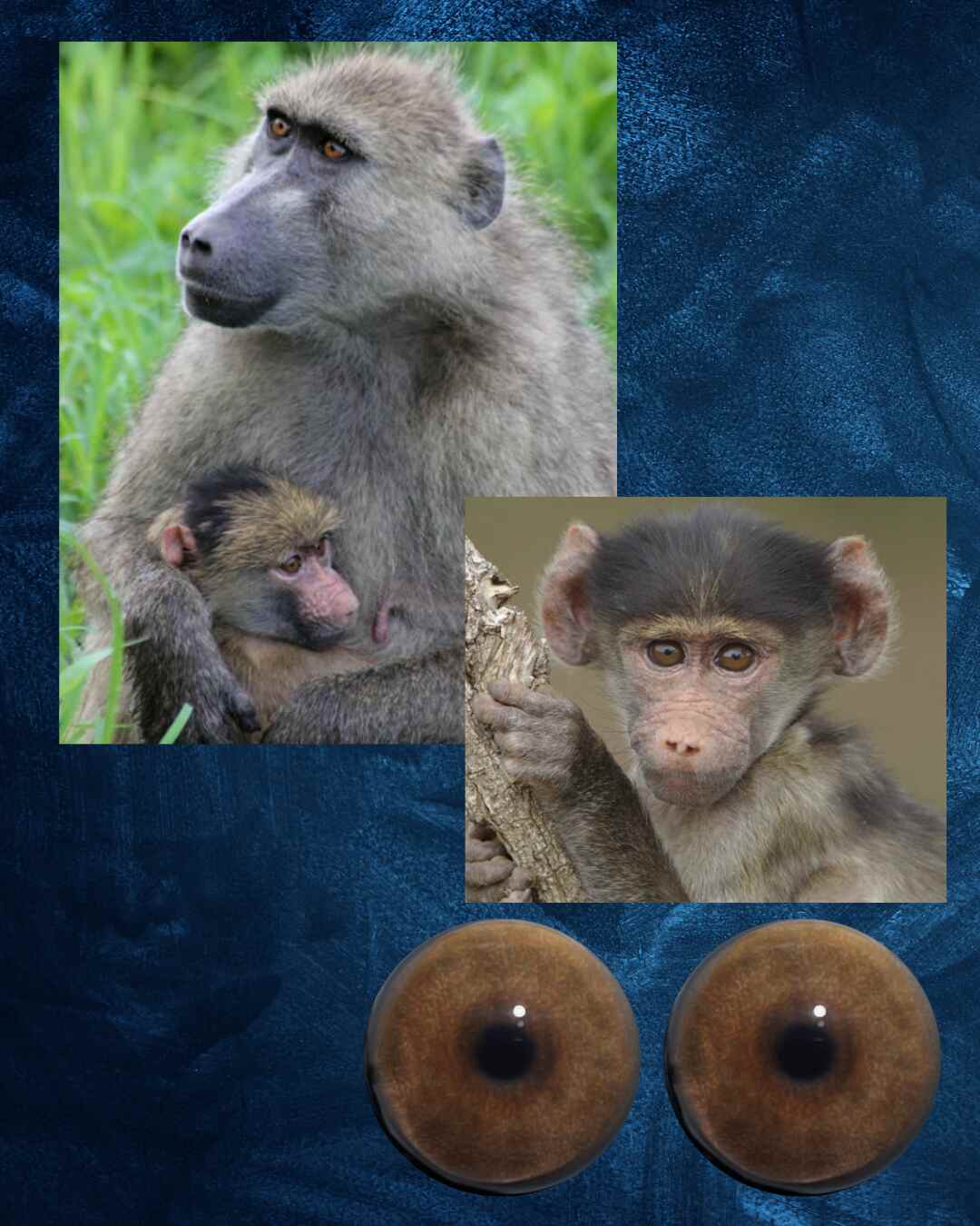 Baboon Eye - Round pupil with Brown Iris (Bab)