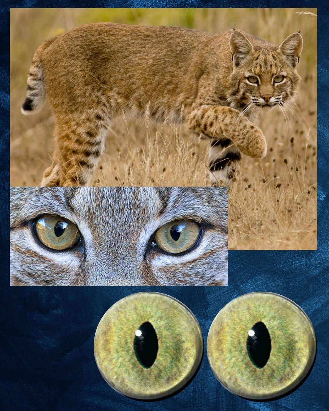 Bobcat Eye - Slit pupil with yellow green iris (BCYG)