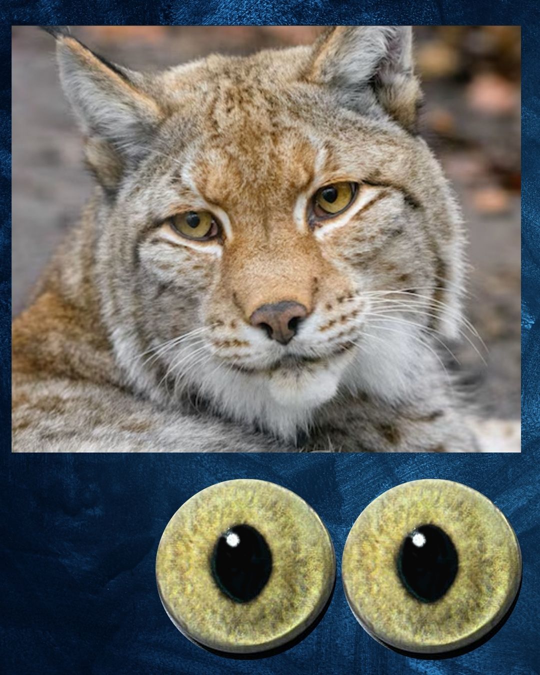 Lynx Eye - Wider Slit pupil with light yellow iris (Lynx)
