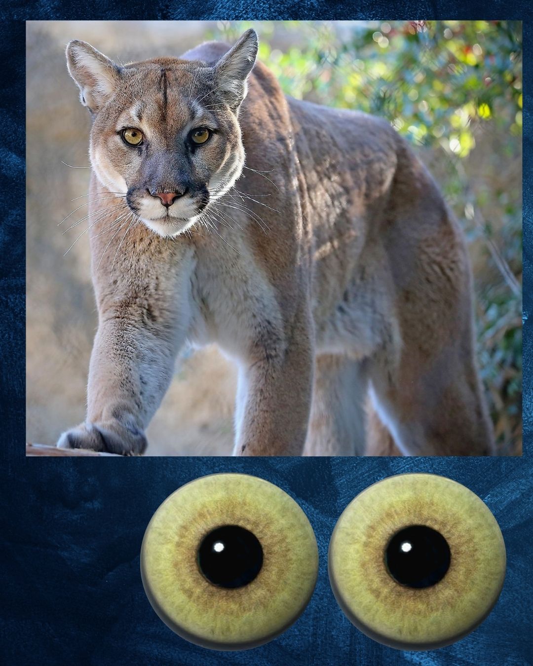 Mountain Lion Eye - Large pupil with yellow brown Iris (MLYB)