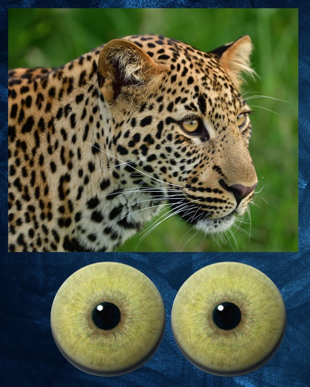 Leopard Eye - Round pupil with yellow brown Iris (LEPYB)