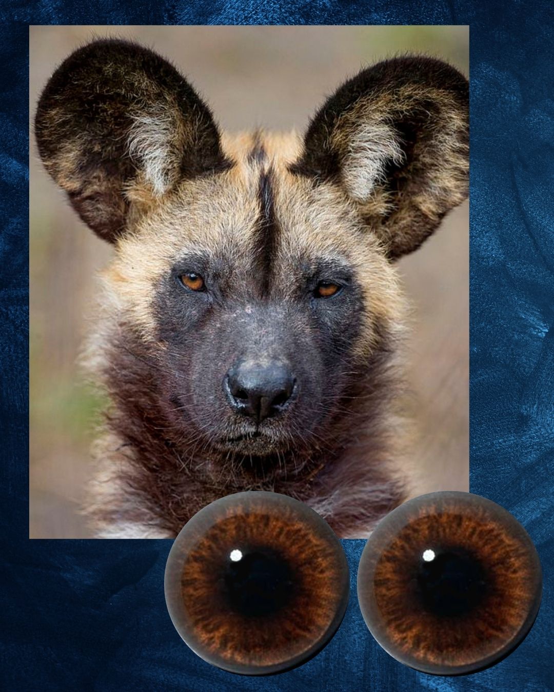 Wild Dog Eye - Round pupil with light brown Iris (WD)