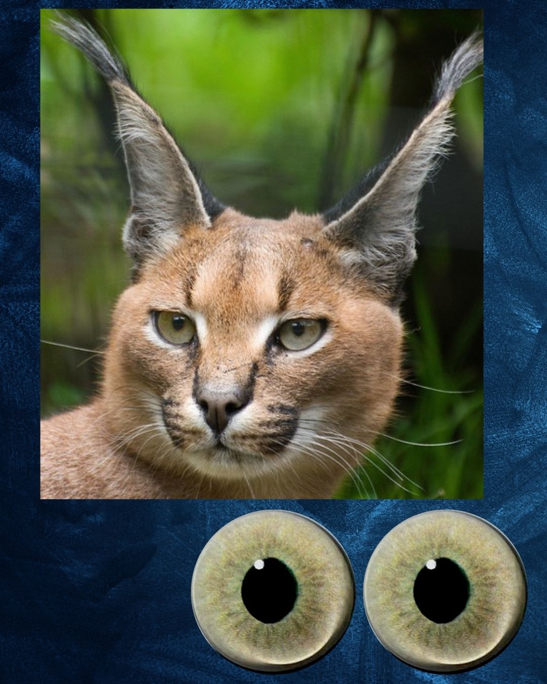 Caracal Eye - Semi oval pupil with light brown Iris and green inner tint (CARBG)