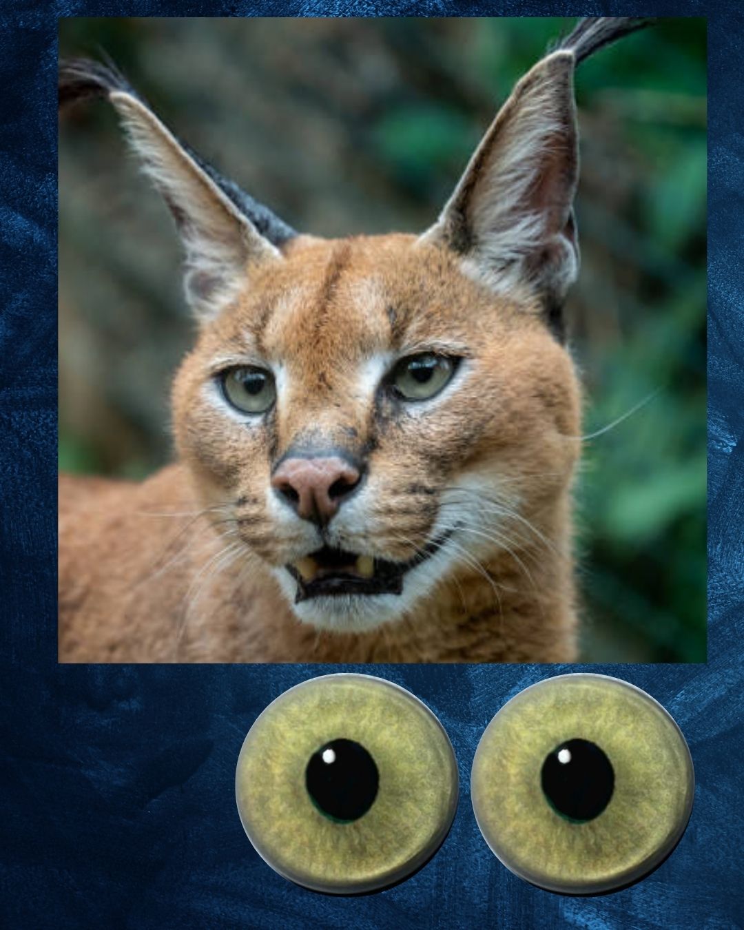 Caracal Eye - Semi oval pupil with yellow green Iris (CARYG)